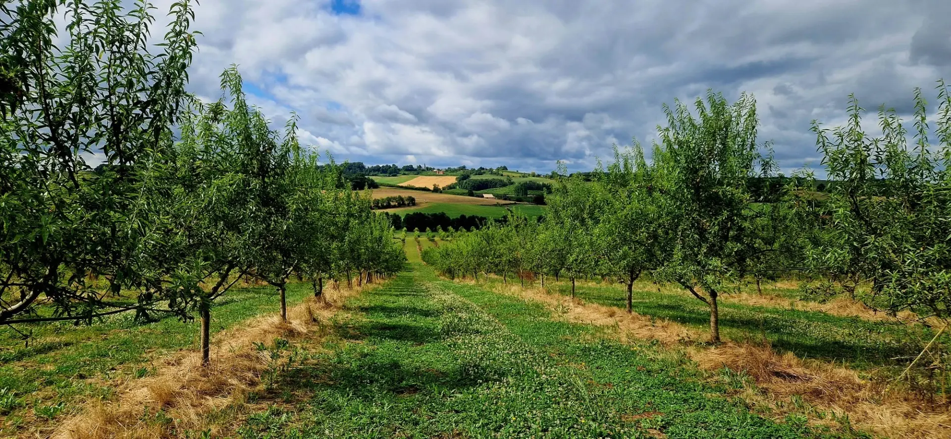 Amandes Bio grillées origine France