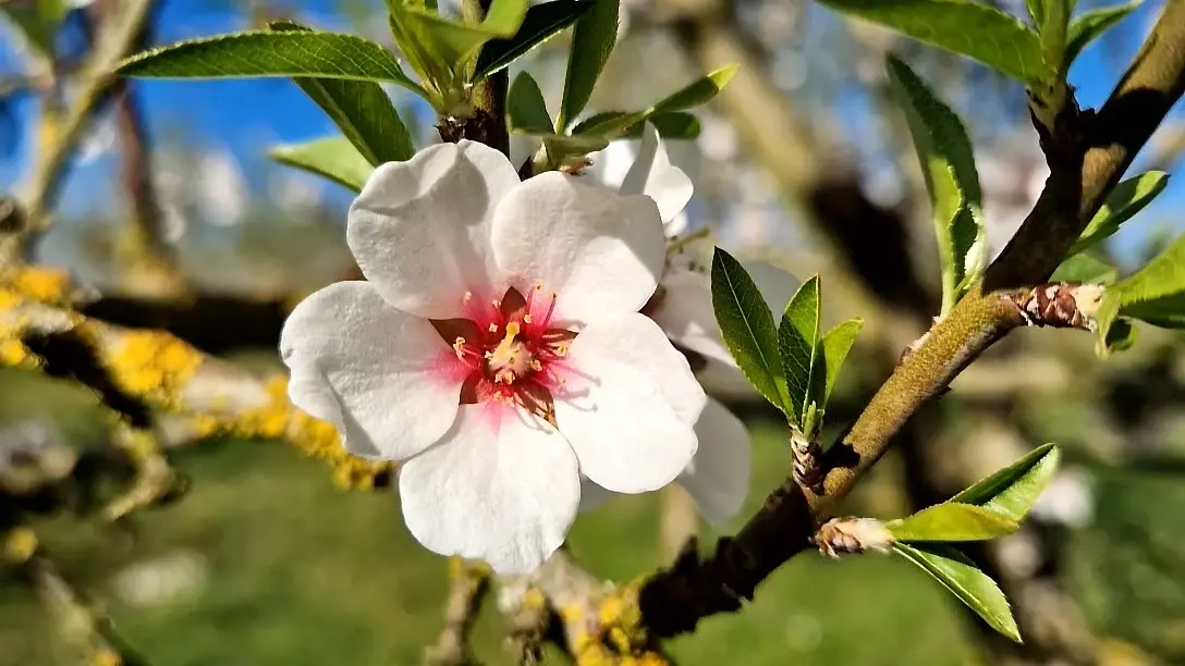 Fleur d'amandier Bio Sud-Ouest