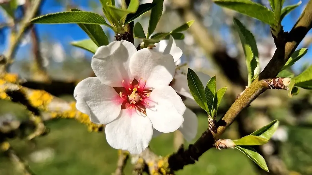 Amandes Bio origine France
