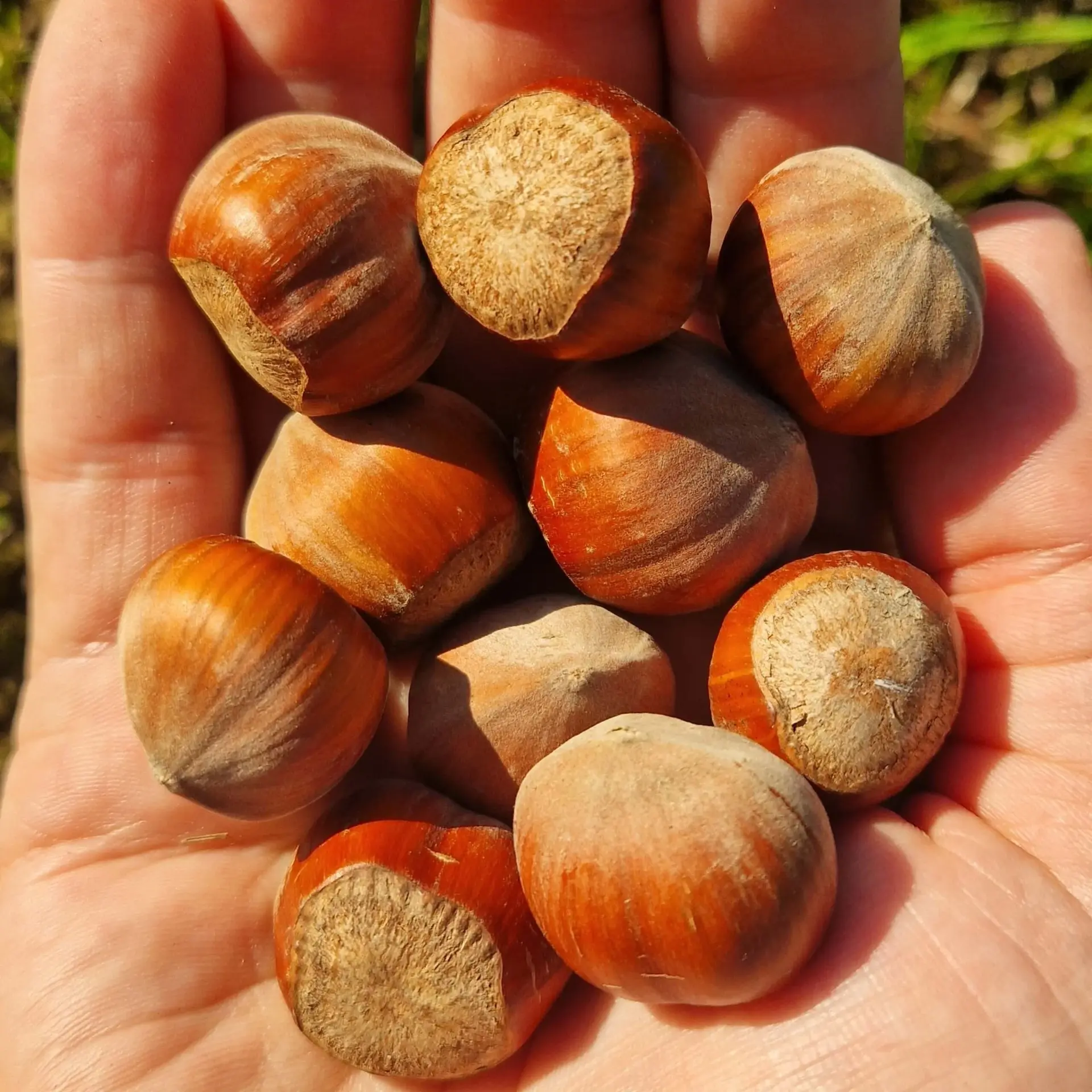 Noisettes Française - Purée