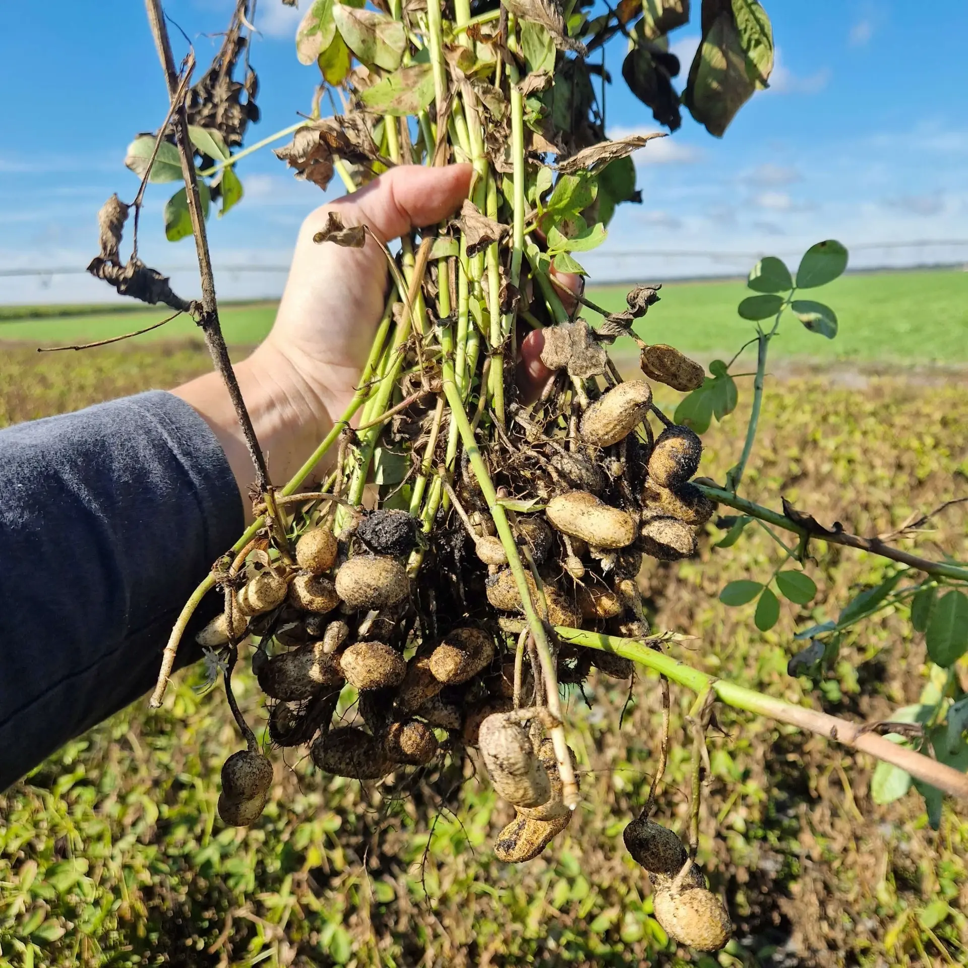 Arrachage Cacahuètes Sud-Ouest