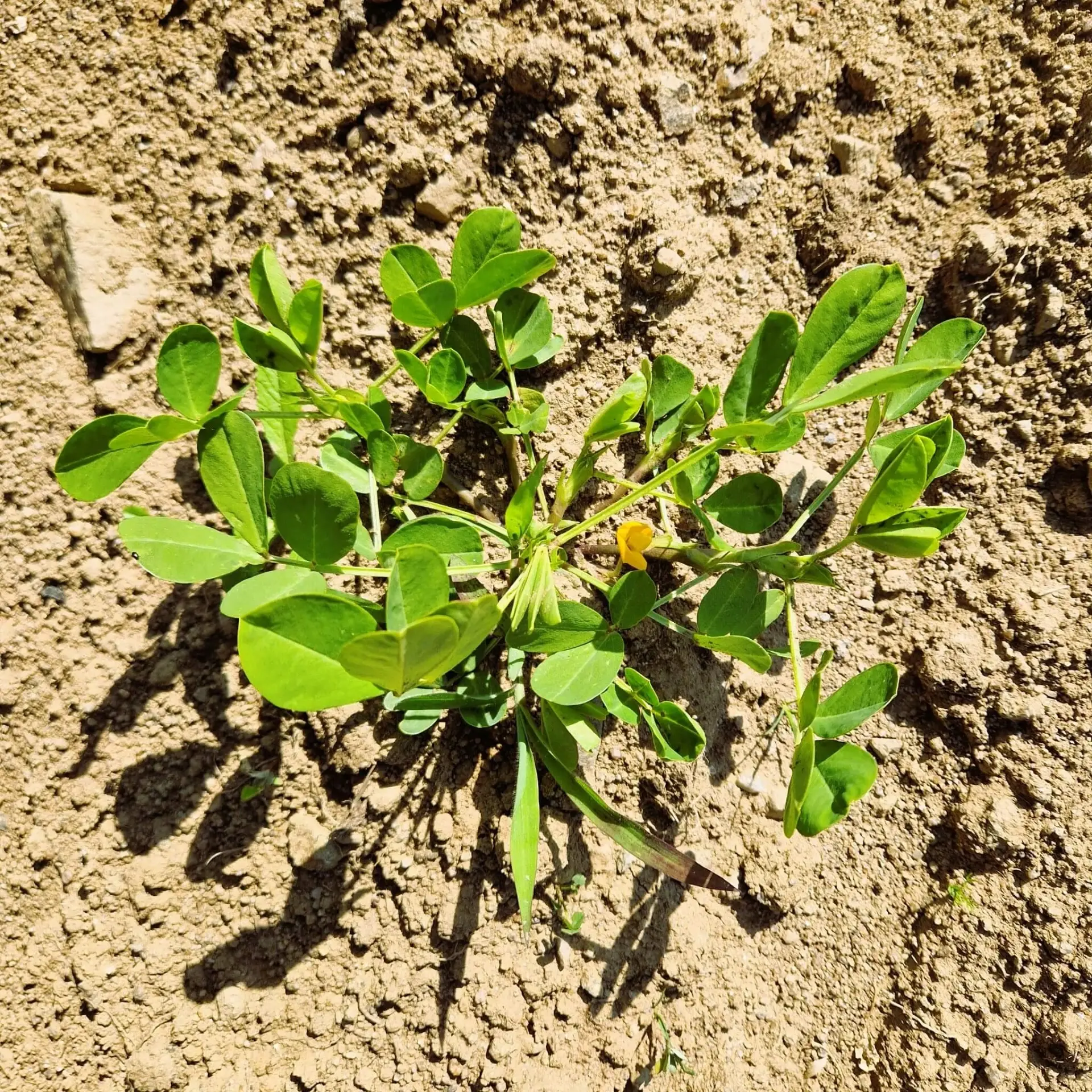 Arachide origine France