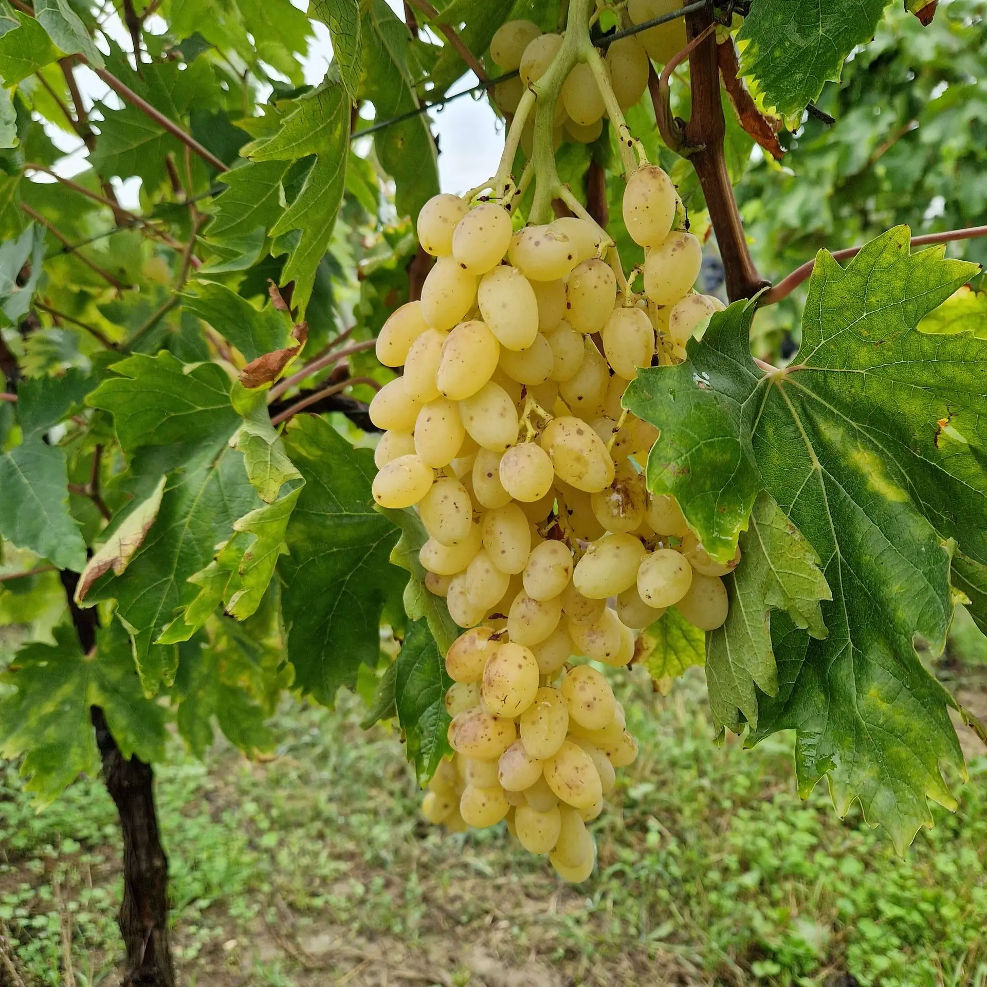 Grappe de Raisins secs origine france