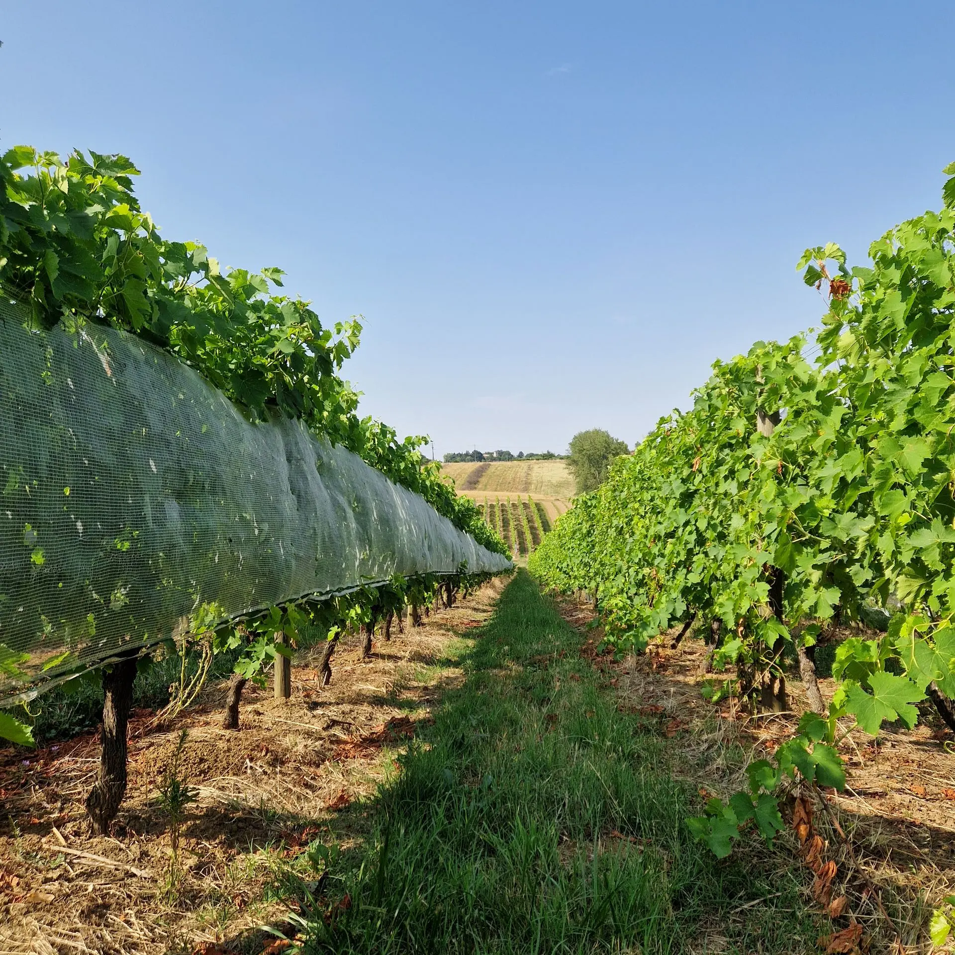 Vignoble de Raisins Secs français