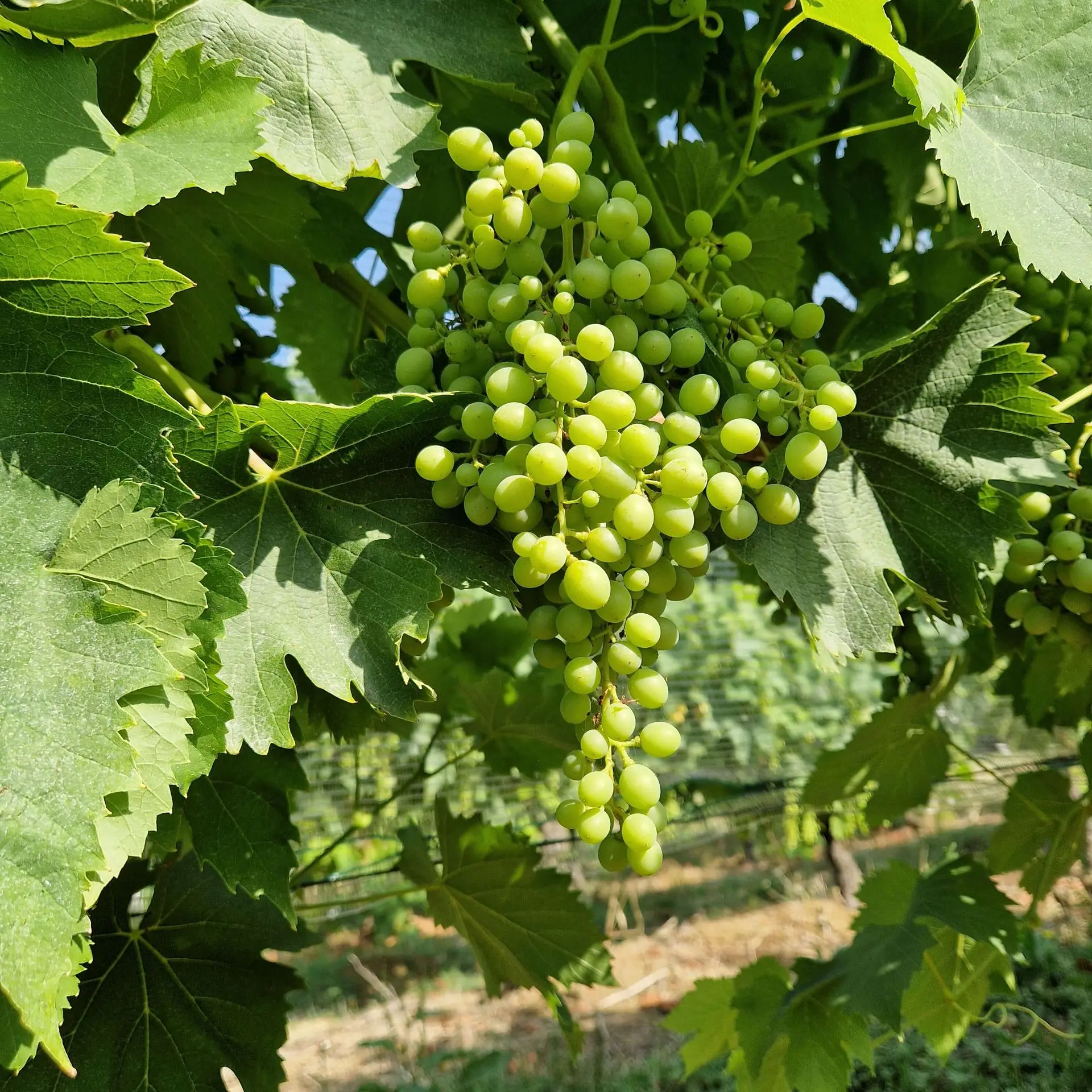 Raisins Secs français