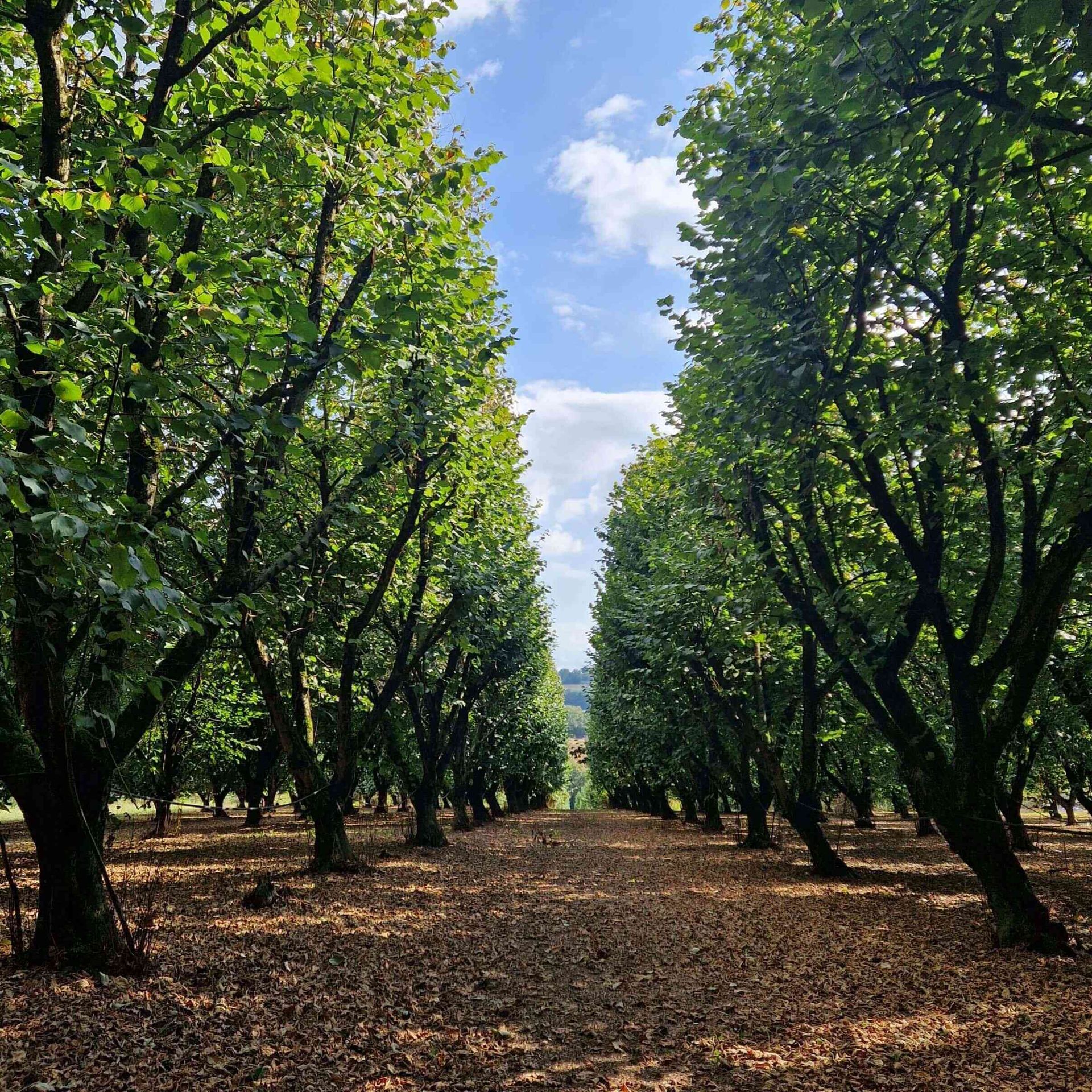 Verger de noisetiers Lot-et-Garonne
