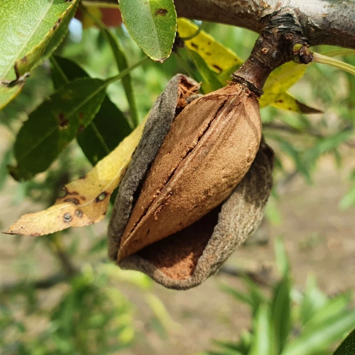Amandes Bio française en coque