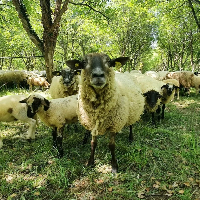 Moutons dans Vergers de Noix BIO du Sud-Ouest de la France