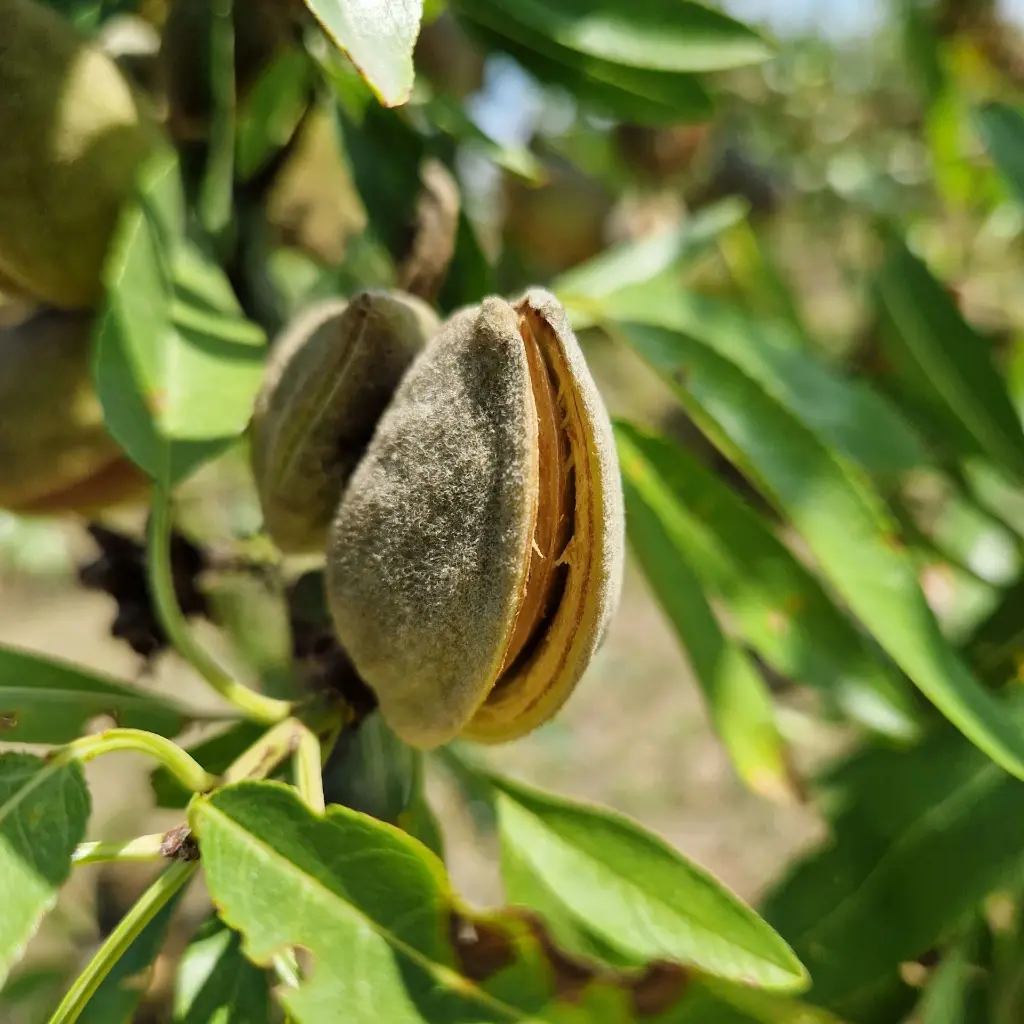 Amandes BIO Coque - Origine France.webp