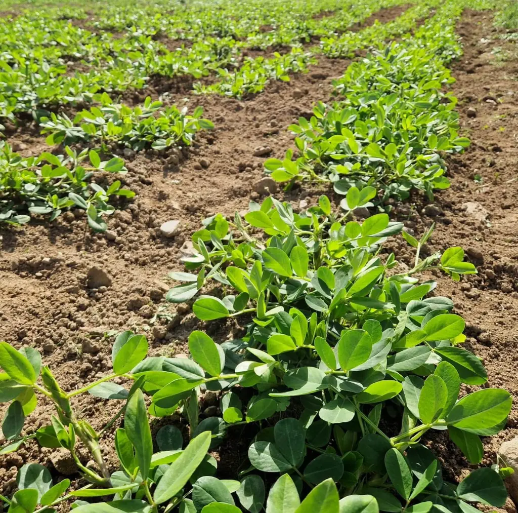 champ-de-cacahuetes-origine-france.webp