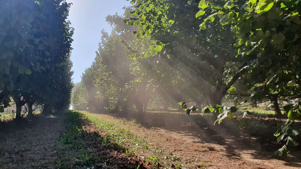 vergers de noisetiers bio France.webp
