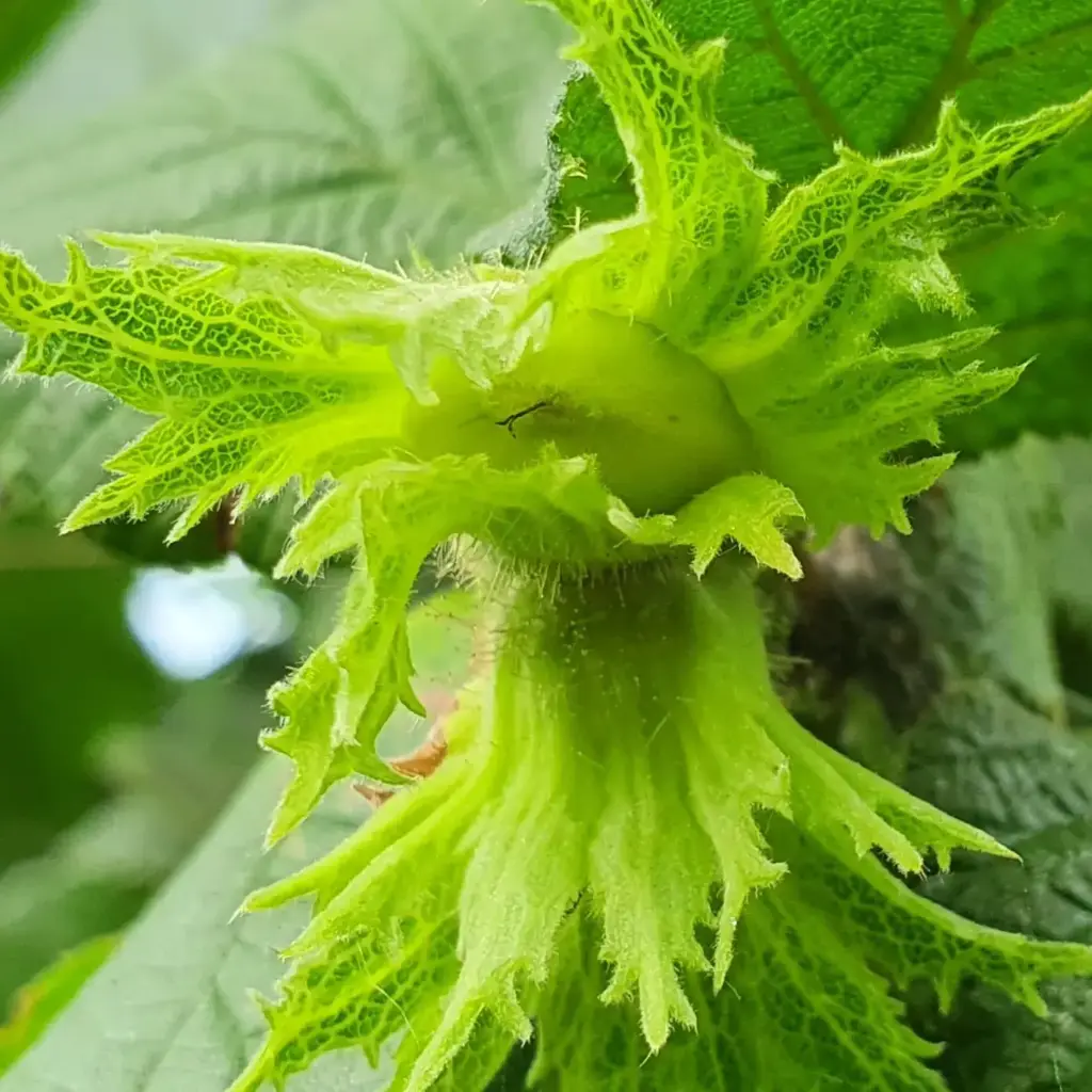 zoom noisette verte.webp