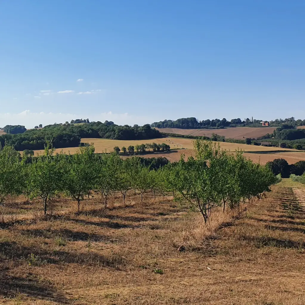 vergers amandier sud-ouest.webp