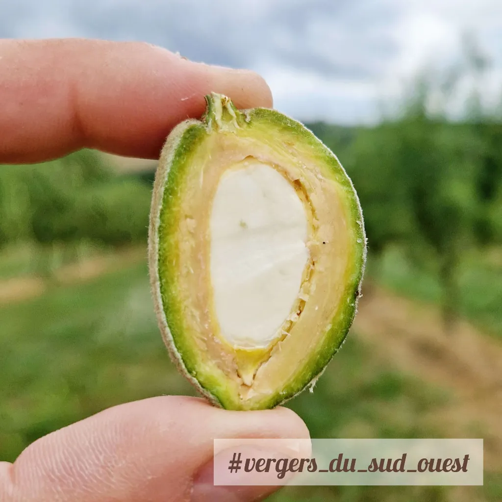 Amandes Bio France - émondée.webp