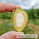 Amandes Bio France - émondée.webp