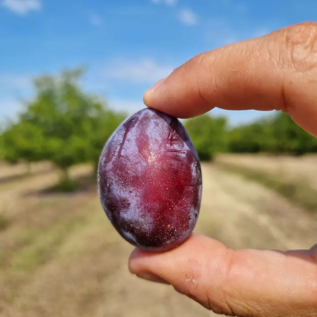 Prunet d'Ente - Pruneaux.webp