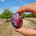 Prunet d'Ente - Pruneaux.webp